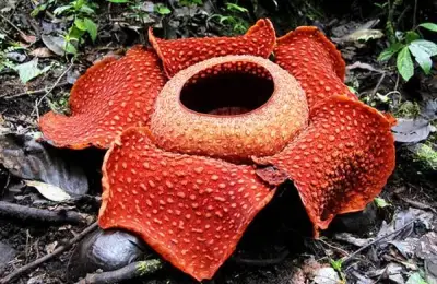 INCREDIBLE Images of Rafflesia arnoldii - The World's Largest Flower!