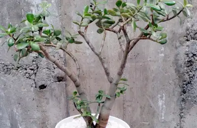 Plante suculente: Crassula Ovata (Banutul)