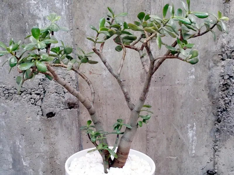 Plante suculente: Crassula Ovata (Banutul)