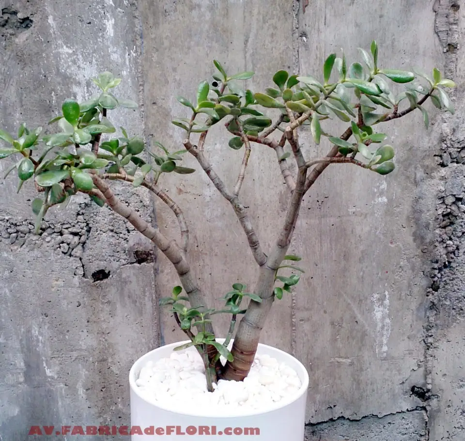 Succulent Plants: Crassula Ovata (Banutul)