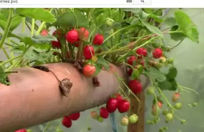 How to Plant Strawberries in a PVC Pipe - Video