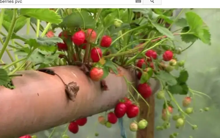 Cum sa plantezi capsuni intr-un tub din PVC – Video