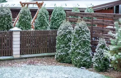 Top 15 Tips for Caring for Yard Pines in Winter