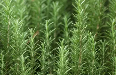 Rosemary: A Natural Ally for Memory and Brain Protection