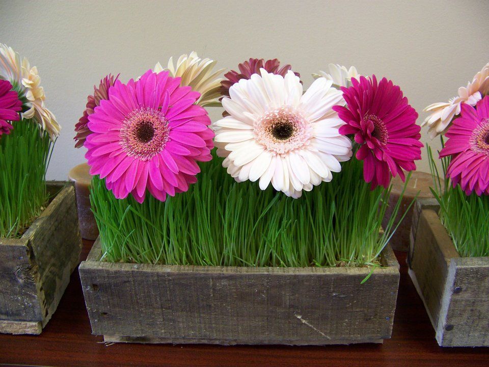 Cum se planteaza si cum se creste gerbera?
