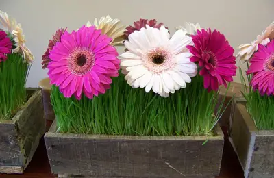 Growing Gerberas: A Guide to Planting and Care