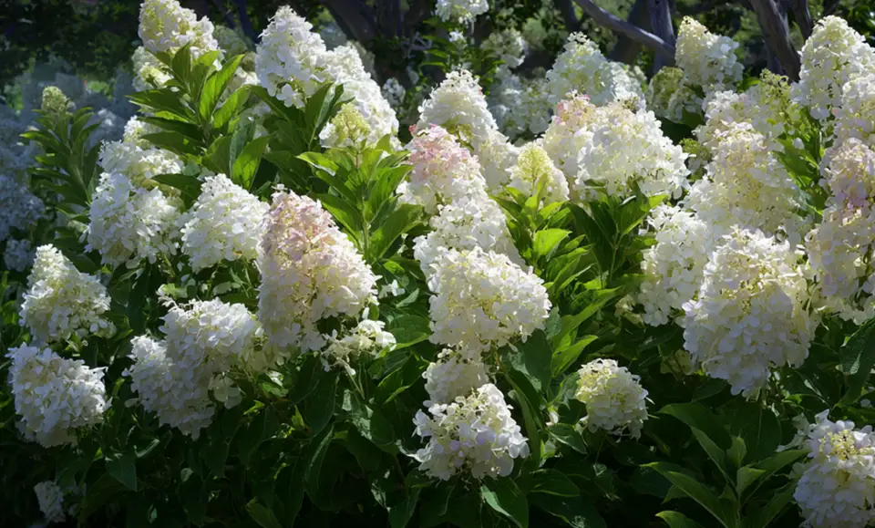 Cum să cultivi hortensiile. Ghidul meu pentru tufe uriașe, alchimia culorilor și o curte cu aer boieresc