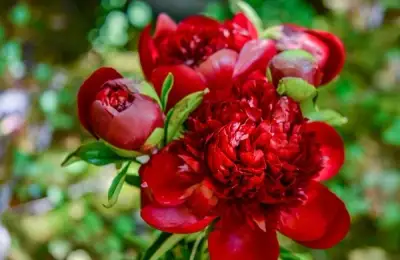 Garden Peonies: A Complete Guide to Planting, Care, and Fascinating Secrets