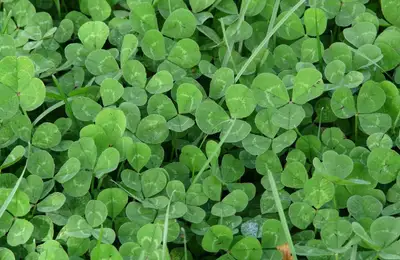 The Perfect Lawn vs. Ecological Alternatives: The Ideal Choice for a Modern and Responsible Garden