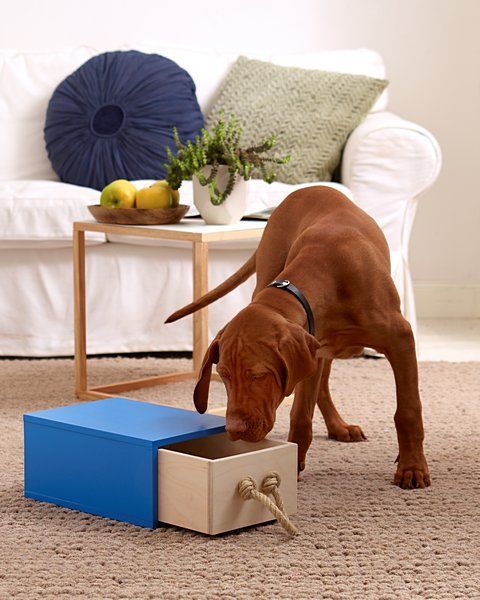 How to Make a Toy for Your Dog