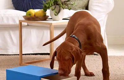 How to Make a Toy for Your Dog