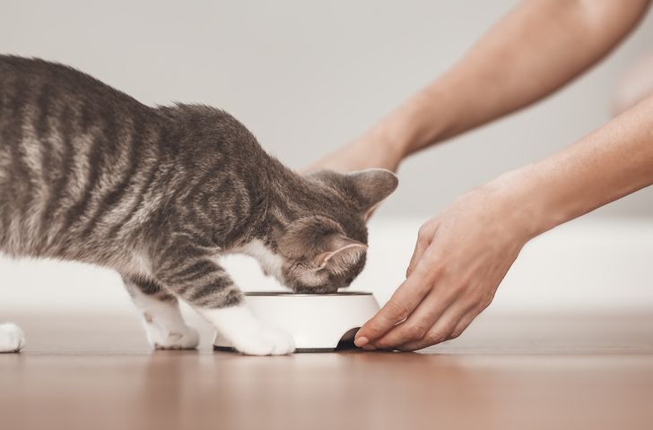 Choosing Cat Food to Prevent Digestive and Renal Issues