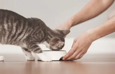 Choosing Cat Food to Prevent Digestive and Renal Issues
