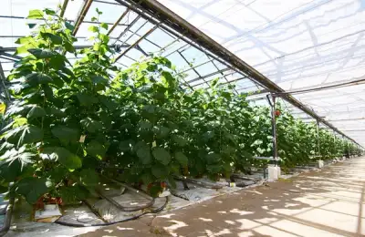 Top 6 Ideas for Setting Up a Vegetable Greenhouse in Your Yard
