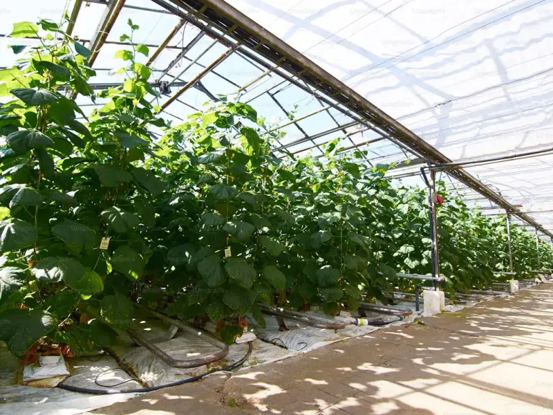 Top 6 idei privind amenajarea unui solar de legume în curte