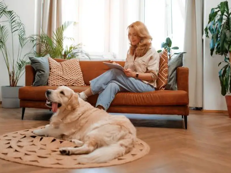 Animale de companie în apartament? 10 sfaturi pentru o viață frumoasă împreună