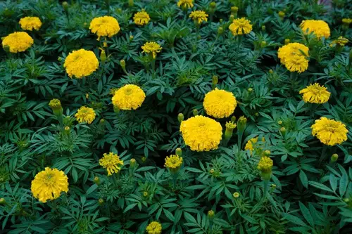 Creează-ți o grădină care înflorește tot anul: Plante rezistente la îngheț pentru fiecare sezon
