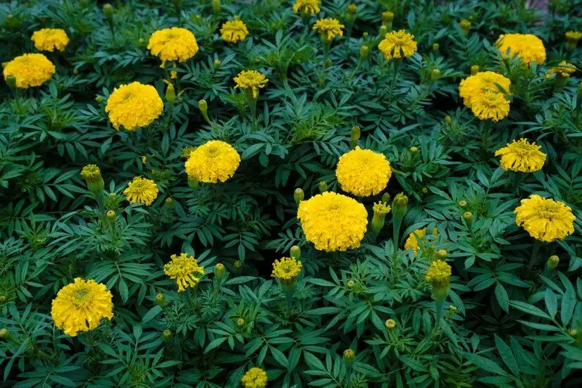 Creează-ți o grădină care înflorește tot anul: Plante rezistente la îngheț pentru fiecare sezon
