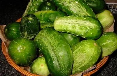Tutorial: How to Plant and Grow Cucumbers from Seed