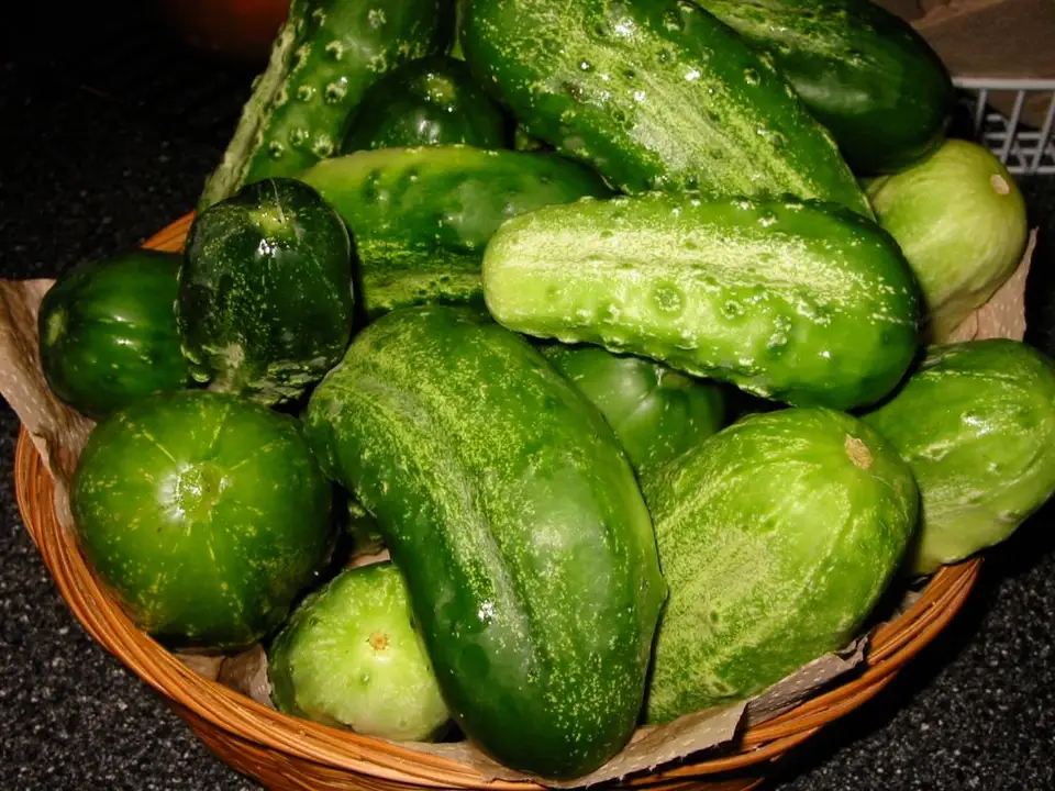 Tutorial: How to Plant and Grow Cucumbers from Seed