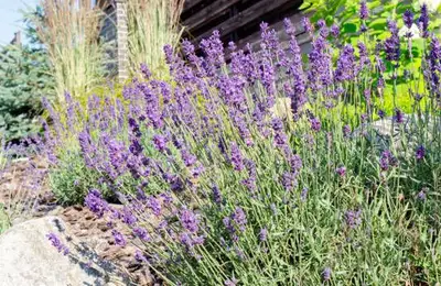 Create Your Own Mediterranean Oasis in Your Garden