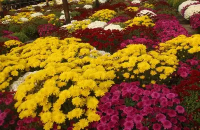 Chrysanthemum Potting: Tips for Optimal Care
