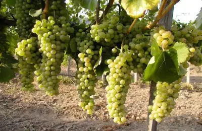 Amazing Timelapse: How Grape Vines and Other Climbing Plants Grow in Slow Motion
