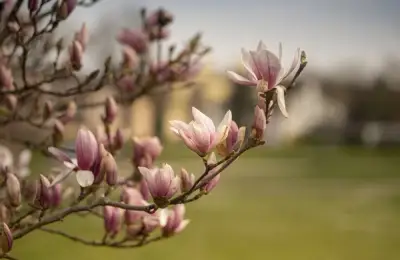 Top 6 Ornamental Trees to Plant in Spring in Your Garden