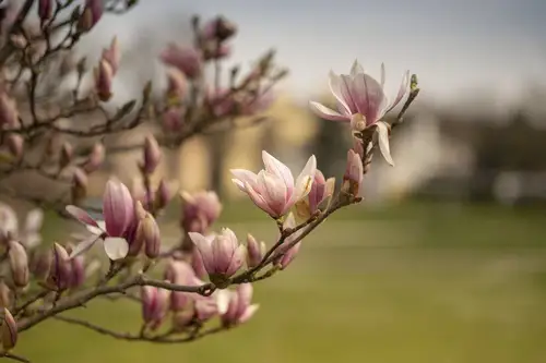 Top 6 tipuri de copaci ornamentali ce pot fi plantați primăvara în grădină