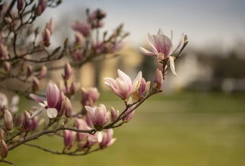 Top 6 tipuri de copaci ornamentali ce pot fi plantați primăvara în grădină