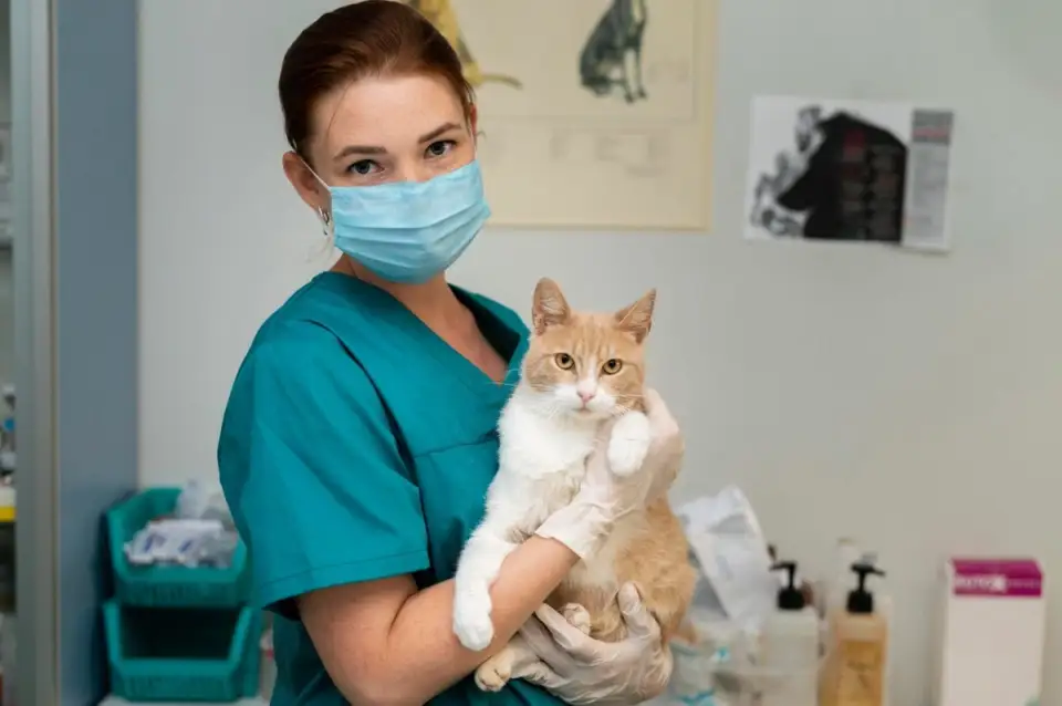 Importanța vizitelor regulate la veterinar pentru pisicile de interior