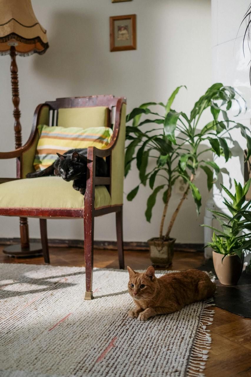 Pisicile și plantele de apartament: ce plante sunt sigure pentru animalele de companie?