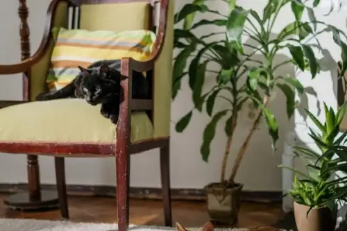 Pisicile și plantele de apartament: ce plante sunt sigure pentru animalele de companie?