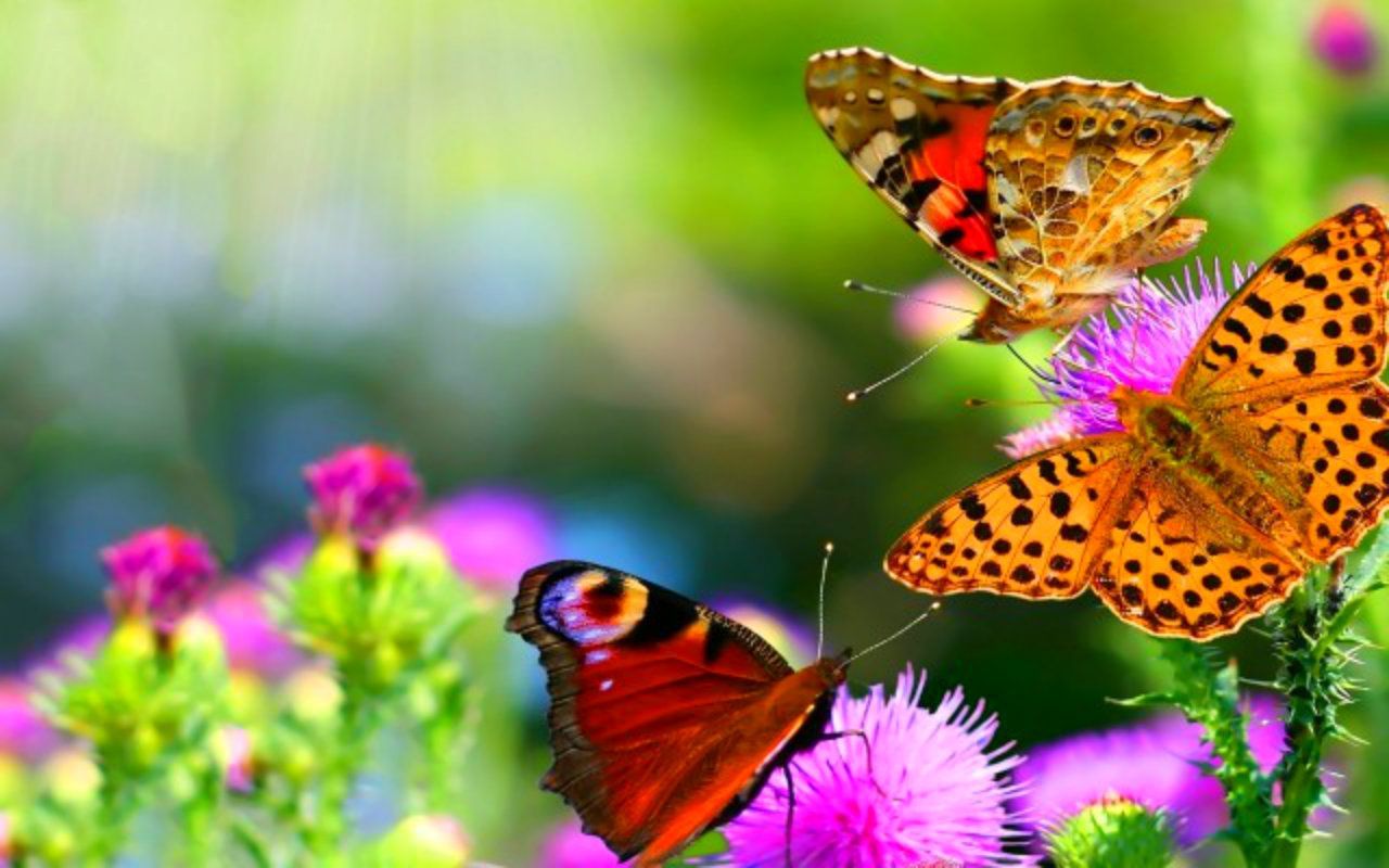 Plants That Attract Butterflies to Your Garden