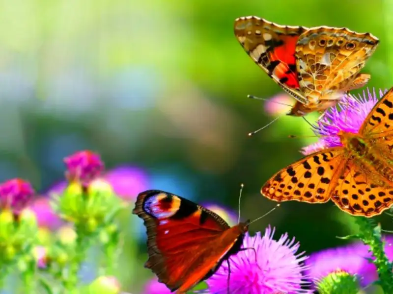 Plante care atrag fluturi la tine in gradina