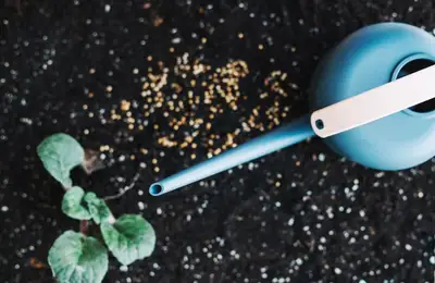 The Complete Guide: Fertilizers for Healthy and Vigorous Indoor Plants