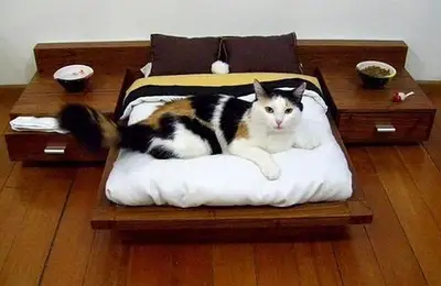 7 Fun and Original Ideas for Decorating Homes for Cats
