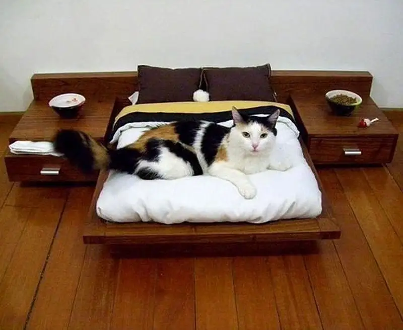 7 Fun and Original Ideas for Decorating Homes for Cats