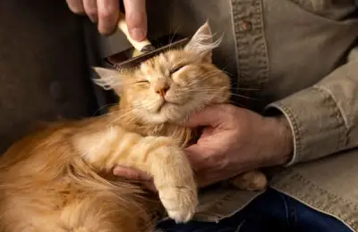 Building a Special Bond with Your Cat