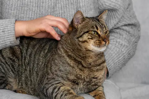 Semne că pisica ta este fericită și se simte în siguranță în casă