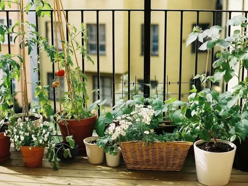 5 plante aromatice pentru gradinile de interior