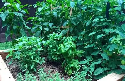 Top 5 Plants That Repel Pests From the Garden