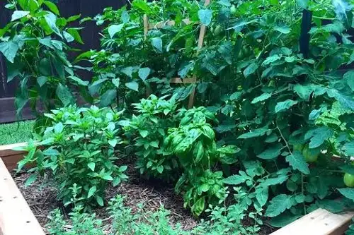 Top 5 plante care alungă dăunătorii din grădină