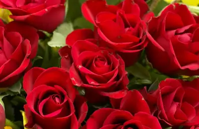 How to Plant Roses (VIDEO)