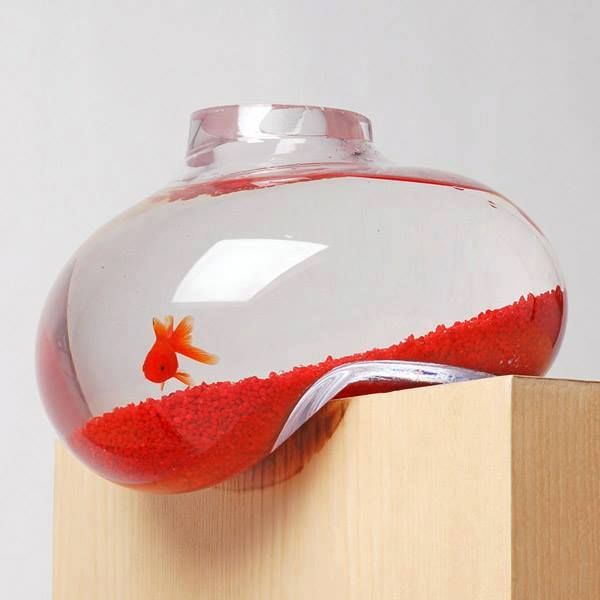The Aquarium, an Oasis of Relaxation