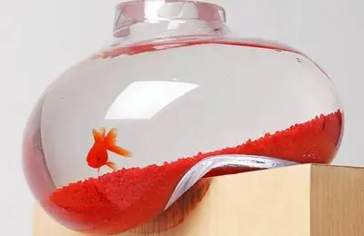 The Aquarium, an Oasis of Relaxation