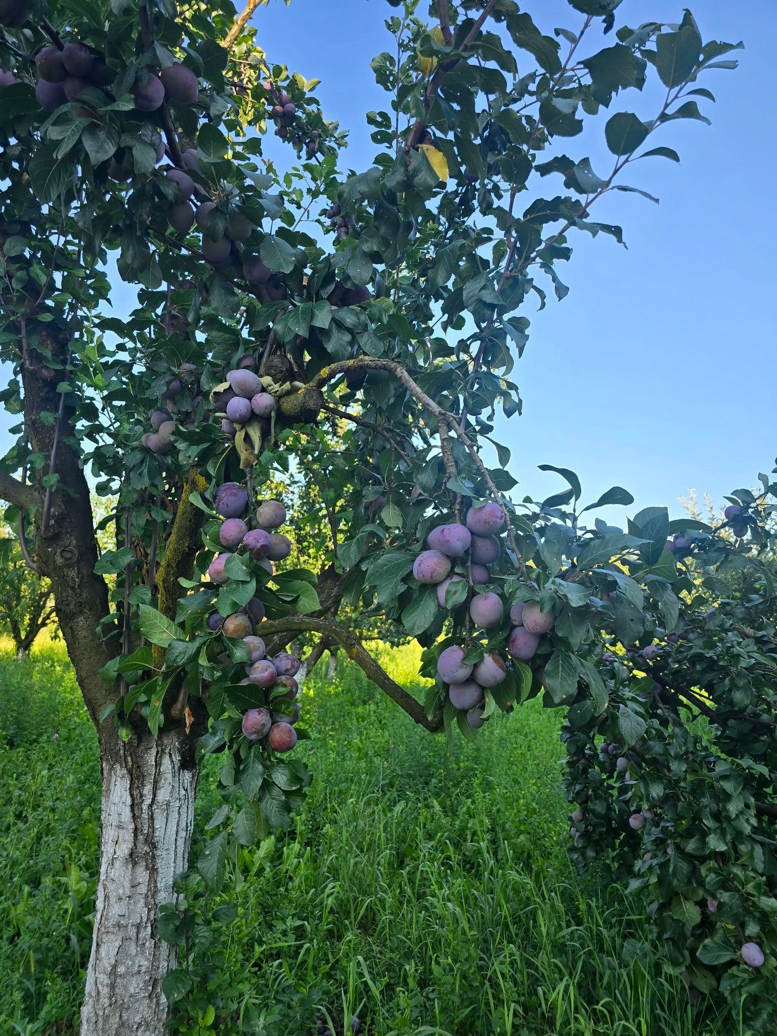 Secretul pentru fructe dulci și roade bogate anul viitor