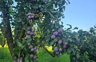 Secretul pentru fructe dulci și roade bogate anul viitor
