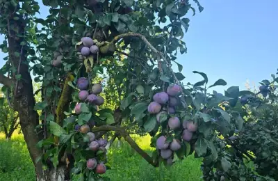 Secretul pentru fructe dulci și roade bogate anul viitor