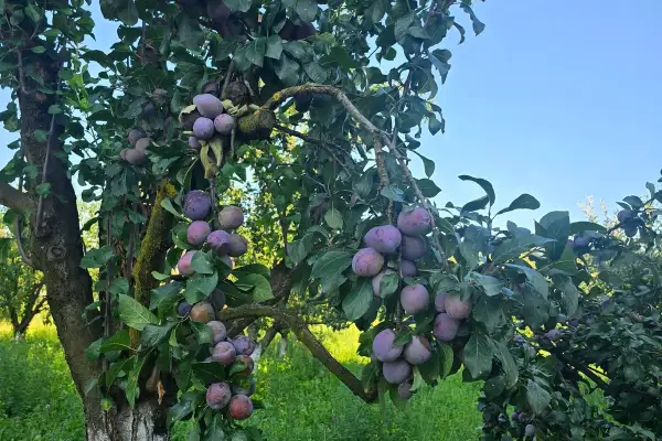 Secretul pentru fructe dulci și roade bogate anul viitor